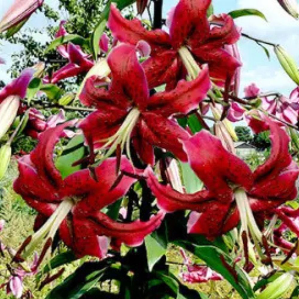 Liilia Miss Feya Suur pakend Liilia Miss Feya Suur pakend