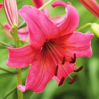 Liilia Pink Flight