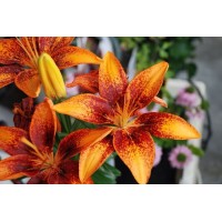 Liilia Tiny Orange Sensation