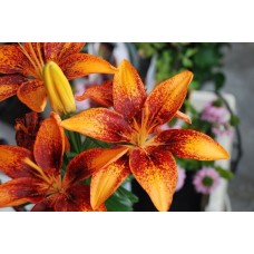 Liilia Tiny Orange Sensation