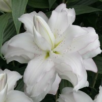 Liilia Bowl of Beauty