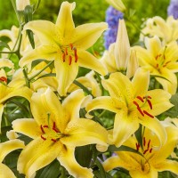 Liilia Gold Fever