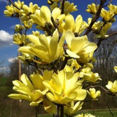 Magnoolia Yellow Lantern