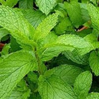 Münt Mojito (Mojitomünt)