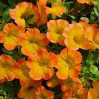 Väikeseõieline aed-puispetuunia Superbells® 'Honey Peach'