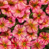 Million bells Tequila Sunrise