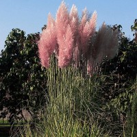 Cortaderia selloana ROSEA