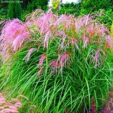 Chinese silver grass Flamingo