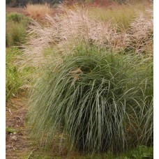 Chinese silver grass Herman Mussel