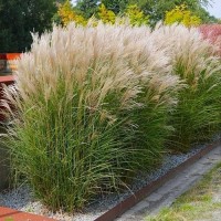 Chinese silver grass Kleine Silberspinne