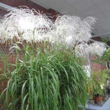 Chinese silver grass Memory