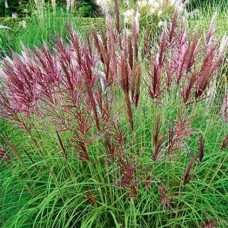 Chinese silver grass Red Chief