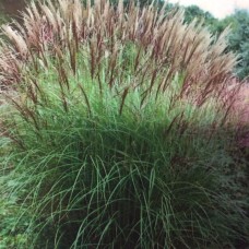 Chinese silver grass Silver spine