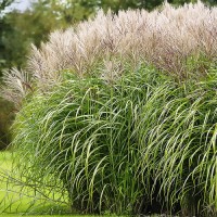 Hiina miskantus Morning Light