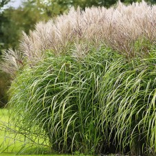 Chinese silver grass Morning Light