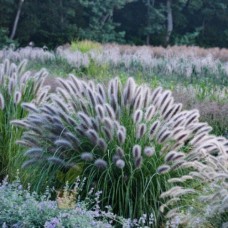 Pennisetum Black Beauty