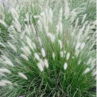 Pennisetum Little Bunny