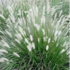 Pennisetum Little Bunny