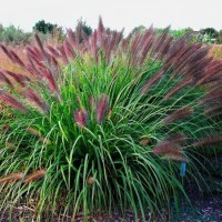 Pennisetum Red Head