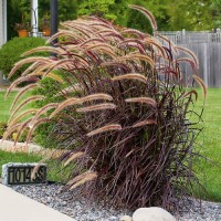 Пеннисетум Viridescens