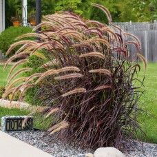 Pennisetum Viridescens