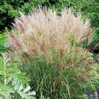 Miscanthus sinensis FERNER OSTEN