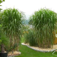 Miscanthus sinensis GIGANTEUS