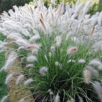 Pennisetum Hameln