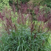 Miscanthus sinensis MALEPARTUS