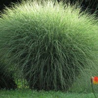 Miscanthus sinensis MORNING LIGHT