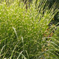 Miscanthus sinensis STRICTUS