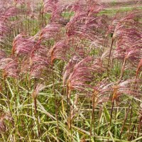 Miscanthus sinensis ZEBRINUS