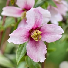 Ebajasmiin coronarius Petite Perfume Pink
