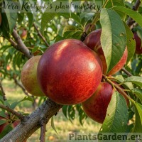 Nectarine 'Fantasia'