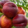 Nectarines
