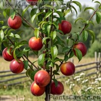 Kääbus-nektariinipuu 'Rubis'