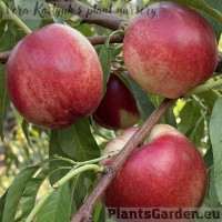 Nectarine 'Super Queen'