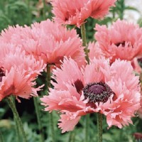Idamagun Pink Ruffles