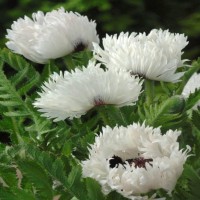 Idamagun White Ruffles