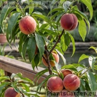 Mini persiks 'Honey Gold'