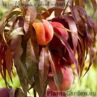 Kääbus-virsikupuu 'Honey Red'