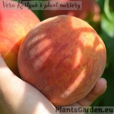 Peach 'Inka'