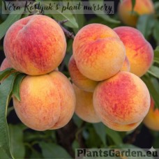 Peach 'Suncrest'