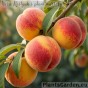 Peaches