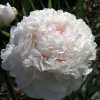Peony Brother Chuck
