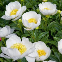 Пион Jan van Leeuwen