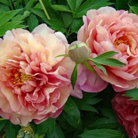 Peony Magical Mystery Tour ITOH