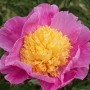 Peony Mr. G.F. Hemerik