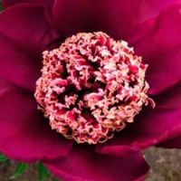 Пион Nippon Beauty