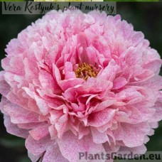 Peony Pietertje Vriend Wagenaar